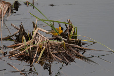 Black-headed-Weaver (Polceus melanocephalus)