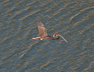 Black Stork (Ciconia nigra)