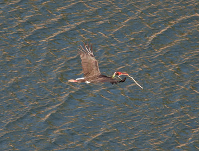 Black Stork  (Ciconia nigra)