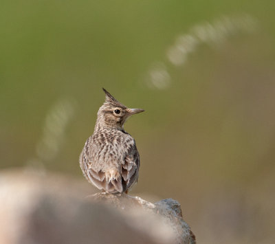 Crested Lark (Galerida cristata)