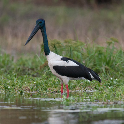 Black-necked-Stork  (Ephippiorhynchus asiaticus)