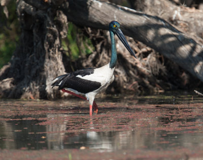 Black-necked-Stork  (Ephippiorhynchus asiaticus)