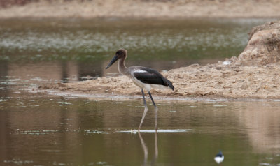 Black-necked-Stork  (Ephippiorhynchus asiaticus)