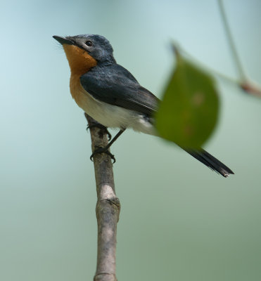 Broad-billed Flycatcher  (Myiagra ruficollis)