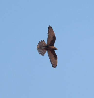 Brown Falcon  (Falco berigora)