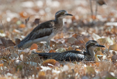 Bush Stone Curlew  (Burhinus grallarius)