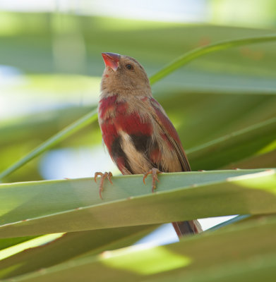 Crimson Finch  (Neochmia phaeton)