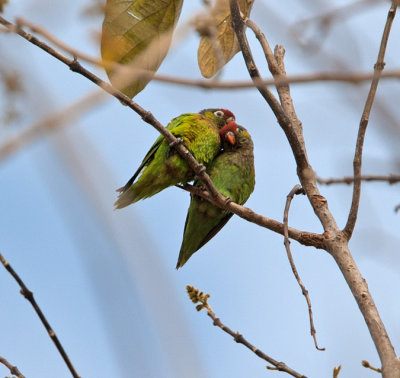 Double-eyed Fig-Parrot  (Cyclopsitta diopthalma)