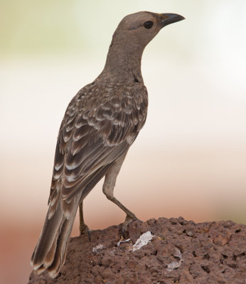 Great Bowerbird (Chlamydera nuchalis)