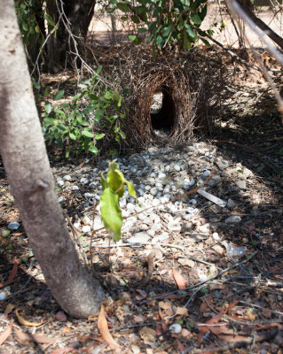 Great Bowerbird (Chlamydera nuchalis)