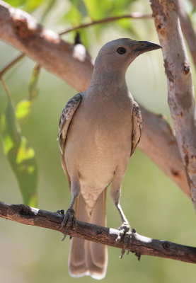 Great Bowerbird (Chlamydera nuchalis)