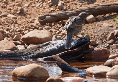 Great Bowerbird (Chlamydera nuchalis)