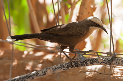 Grey-crowned-Babbler-0255_0665.jpg