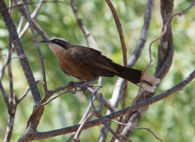 Grey-crowned-Babbler-0255_0822.jpg