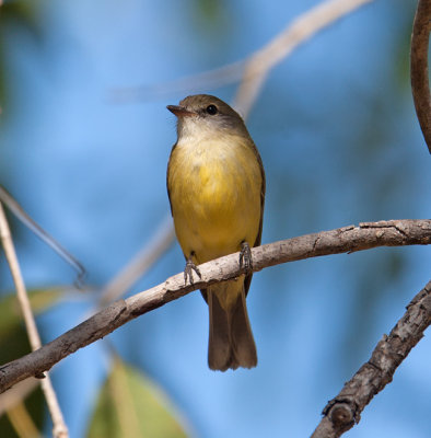 Lemon-bellied Flycatcher  (Microeca flavigaster)