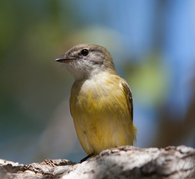 Lemon-bellied Flycatcher  (Microeca flavigaster)