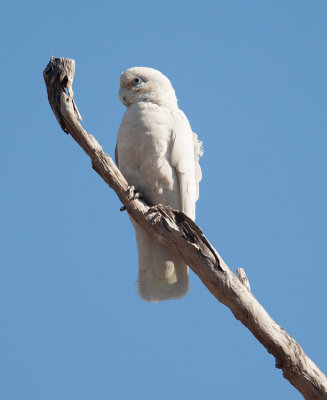 Little Corella  (Cacatua sanguinea)