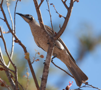 Little Friarbird  (Philemon citreogularis)