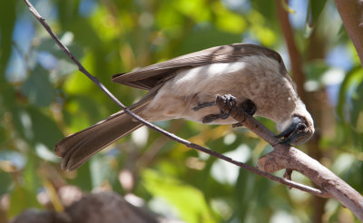 Little Friarbird  (Philemon citreogularis)