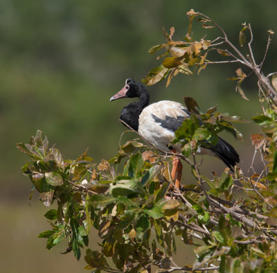 Magpie Goose (Anseranas semipalmata)