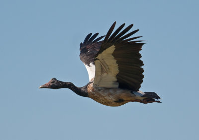 Magpie Goose (Anseranas semipalmata)