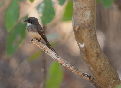 Northern Fantail  (Rhipidura rufiventris)