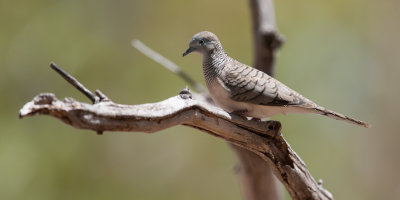 Peaceful Dove (Geopelia placida)