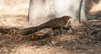 Pheasant Coucal (Centropus phasianinus)