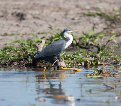 Pied Heron  (Ardea picata)