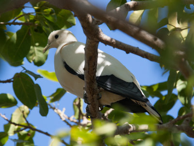 Pied Imperial-pigeon (Ducula bicolor)