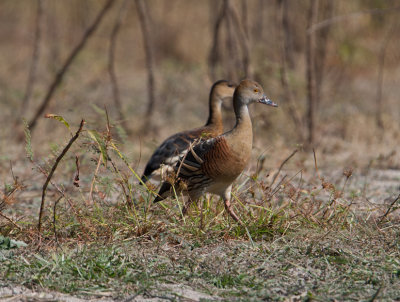 Plumed Whistling-Duck  (Dendrocygna eytoni)