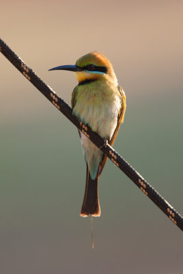 Rainbow Bee-eater (Merops ornatus)