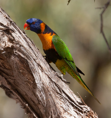 Rainbow Lorikeet (Trichoglossus moluccanus)