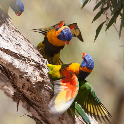 Rainbow Lorikeet (Trichoglossus moluccanus)