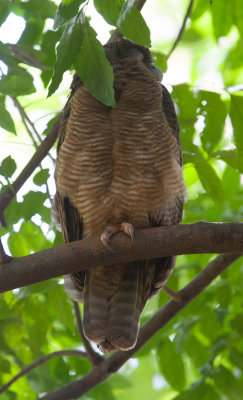 Rufous Owl  (Ninox rufa)