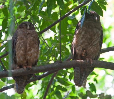 Rufous Owl  (Ninox rufa)