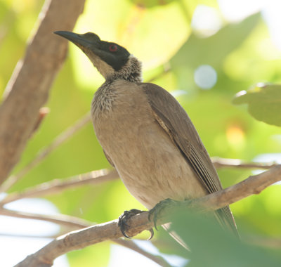 Silver-crowned Friarbird  (Philemon argenticeps)