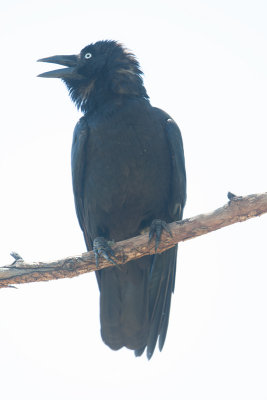 Torresian Crow  (Corvus orru)