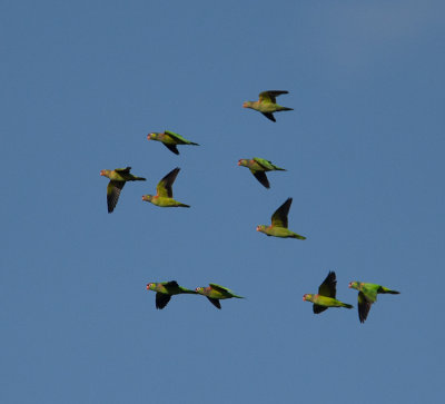 Varied Lorikeet  (Psitteuteles versicolor)