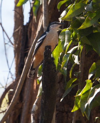 Varied Triller (Lalage leucomela)