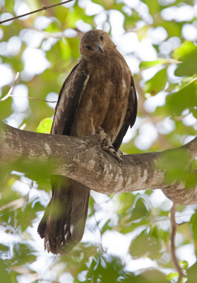 Whistling Kite  (Haliastur sphenurus)