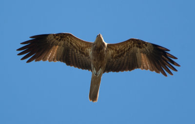 Whistling Kite  (Haliastur sphenurus)