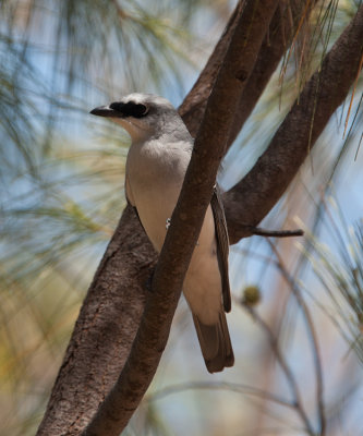 White-bellied Cuckoo-shrike (Coracina papuensis)