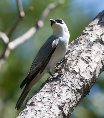 White-bellied Cuckoo-shrike (Coracina papuensis)