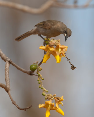 White-gaped Honeyeater  (Lichenostomus unicolor)