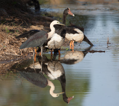 White-necked Heron  (Ardea pacifica)