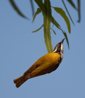 White-throated Honeyeater  (Melithreptus albogularis)