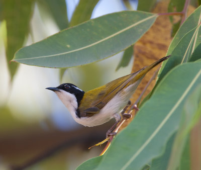 White-throated Honeyeater  (Melithreptus albogularis)