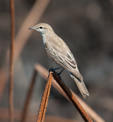 White-winged Triller  (Lalage tricolor)