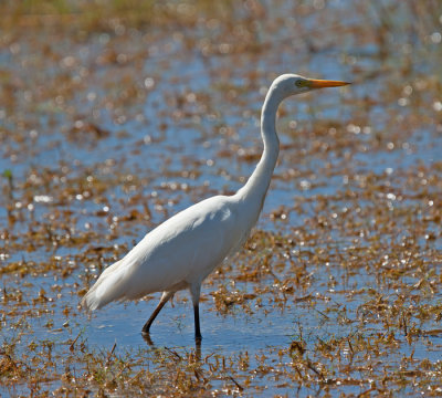 Yellow-billed Egret  (Ardea intermedia)